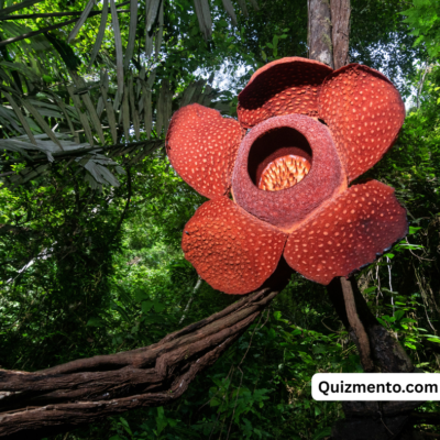 Rafflesia 
