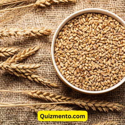 Wheat